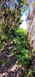 Plants: image 47 Of 208 Thumb